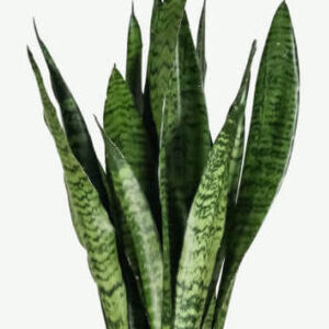 Snake plant (Green)-Oxygen plant