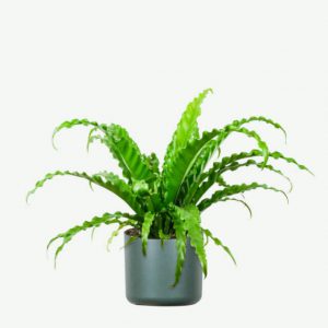 Fern-(Air Purifying Plant)
