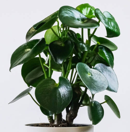 Coin Plant-(Good luck plant)