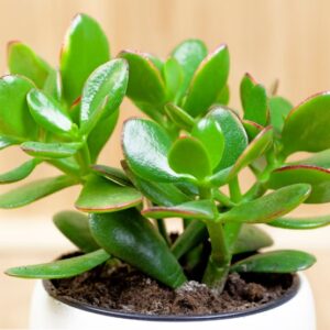 Crasulla plant-(A symboll of Good Luck)