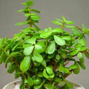 Jade plant(Green)-Elephant Bush