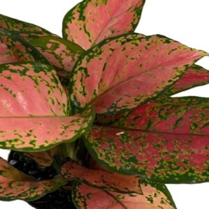 Aglonima Pink valentine