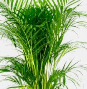 Areca Palm (small)