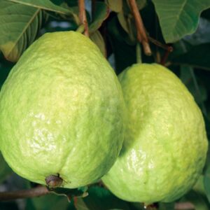 Guava Baruipur(Green)