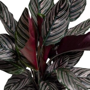 Calathea Ornata
