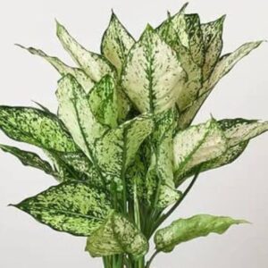 Aglonima Chinese Evergreen