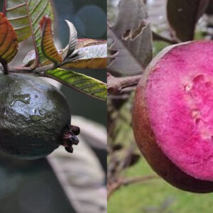Black Guava