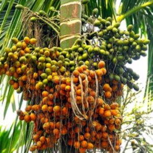 Areca Nut