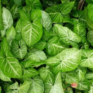 Syngonium White Varigated