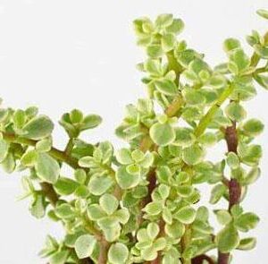 Varigated elephant Bush (Jade Plant)