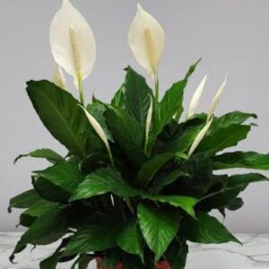 Peace Lily
