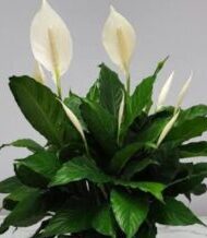 Peace Lily