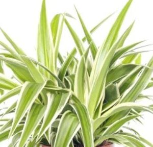 Spider Plant