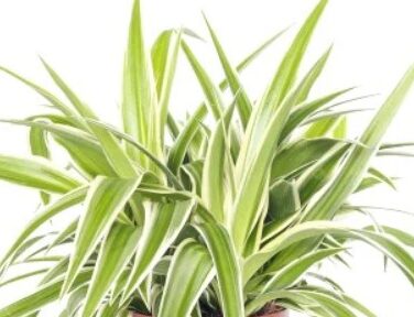 Spider Plant