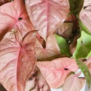 Syngonium (Pink)