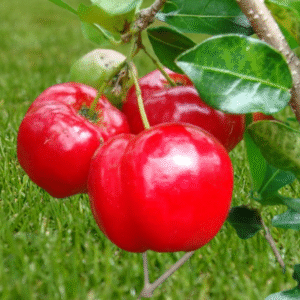 Barbados Cherry