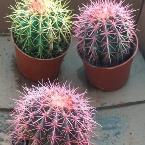 Colourful Ball Cactus(Big)
