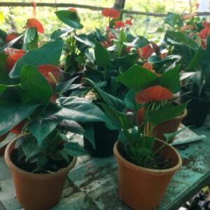 Anthurium (Miniature)