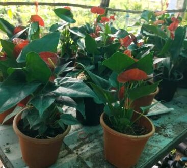 Anthurium (Miniature)